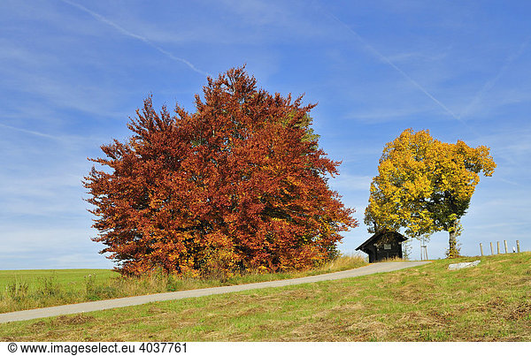 Bäume im Herbst Heuberg Schwäbische Alb Baden-Württemberg Deutschland Europa