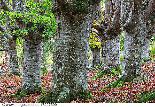 Bäume im Naturpark Gorbea
