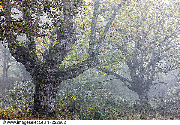 Bäume im Naturpark Gorbea bei nebligem Wetter