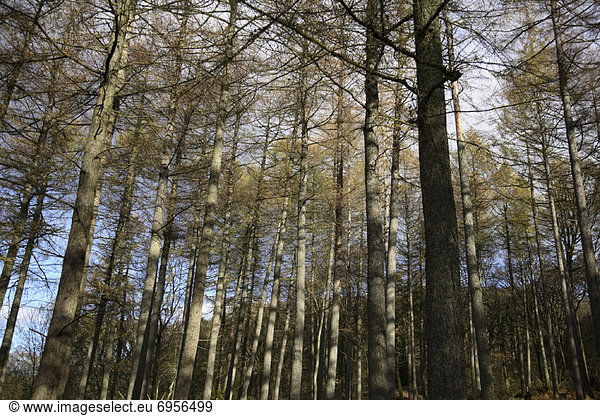 Bäume im Wald