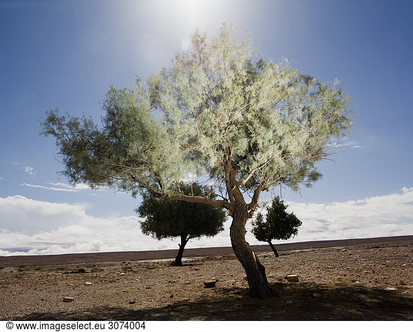 Bäume in der Wüste Marokko.