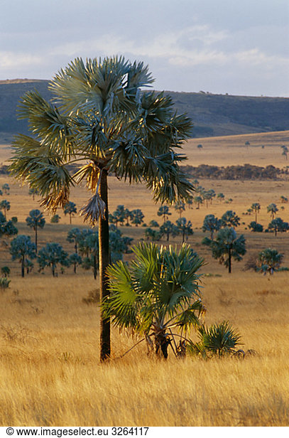 Bäume in Landschaft,  Madagaskar.