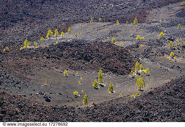 Bäume in vulkanischem Gelände auf der Insel Teneriffa