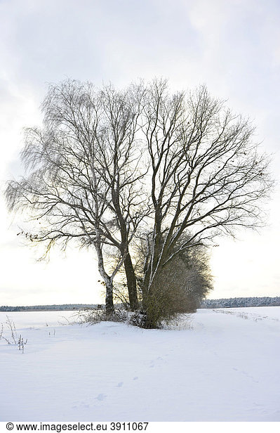 Bäume in Winterlandschaft