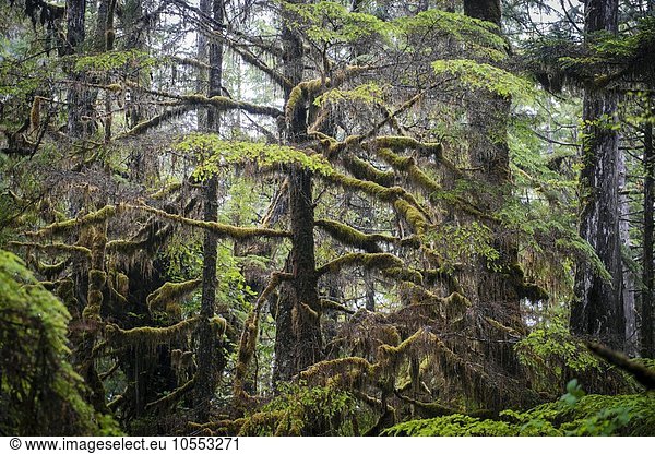 Bäume mit Flechten  Rainforest Trail  Pacific Rim Nationalpark  Vancouver Island  Britisch Columbia  Kanada  Nordamerika