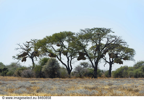 Bäume mit Gemeinschaftsnestern von Siedelwebern (Philetairus socius)  Etosha-Nationalpark  Namibia