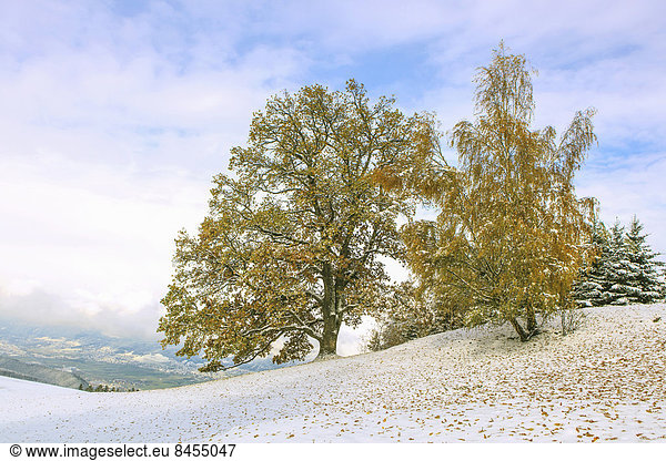 Bäume mit Herbstlaub und Schnee  Windegg  Tulfes  Inntal  Tirol  Österreich