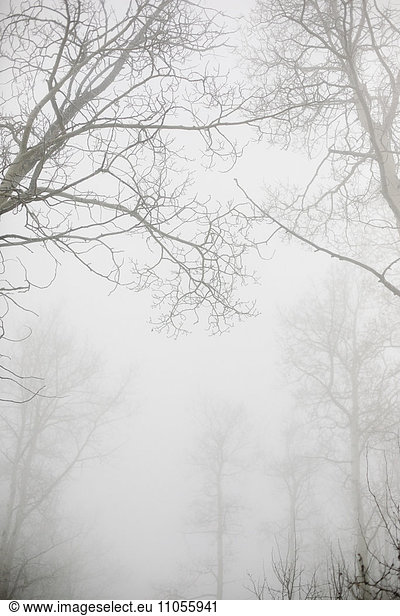 Bäume mit nackten Ästen im Winter durch dichten Nebel im Winter gesehen.