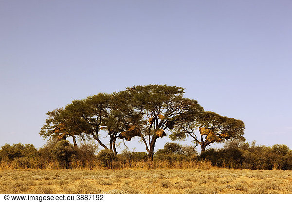 Bäume mit Webervogelnestern  Etosha Nationalpark  Namibia  Afrika
