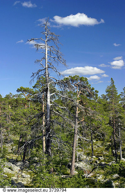 Bäume  Nationalpark Töfsingdalen  Schweden  Skandinavien  Europa