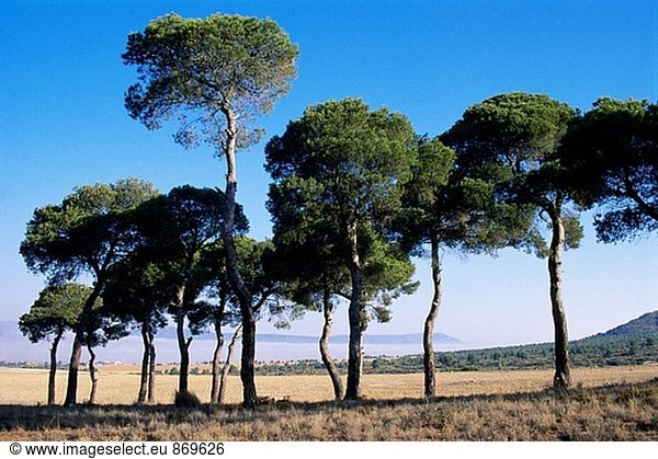Bäume. Provinz Albacete. Spanien