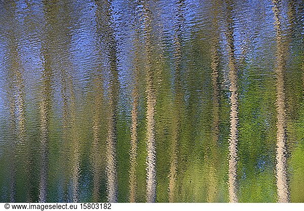 Bäume spiegeln sich auf einer gewellten Wasseroberfläche  abstrakt  Nordrhein-Westfalen  Deutschland  Europa