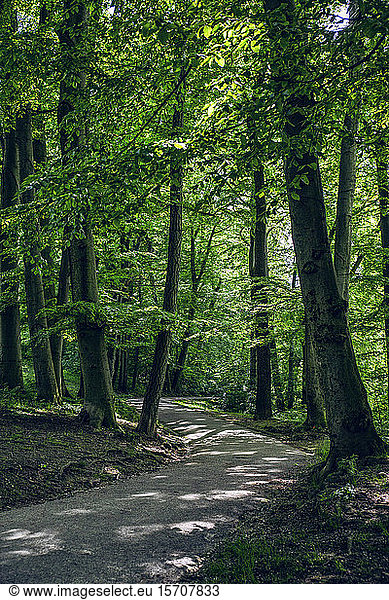 Bäume und Gehweg im Maximilianpark  München  Bayern  Deutschland