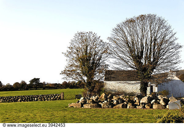 Bäume und Schuppen auf irischem Ackerland  County Down  Nordirland  Europa