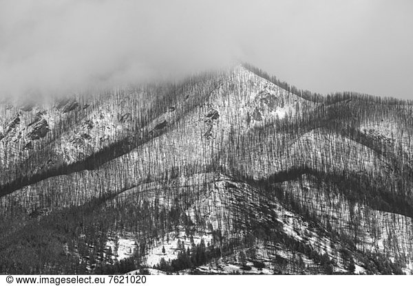 Bäume wachsen am verschneiten Berghang