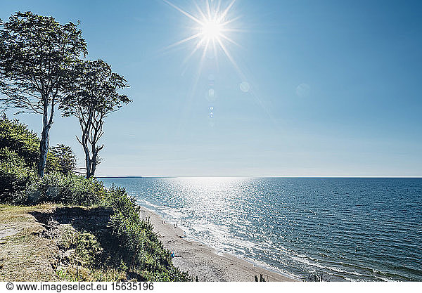 Bäume wachsen an der Küste am Meer gegen den Himmel an einem sonnigen Tag  Polen