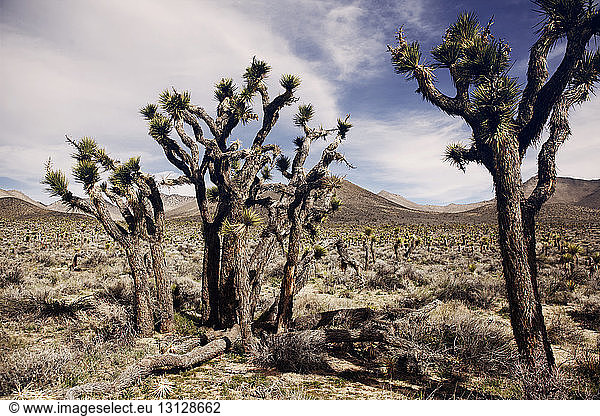 Bäume wachsen auf einem Feld im Death Valley National Park