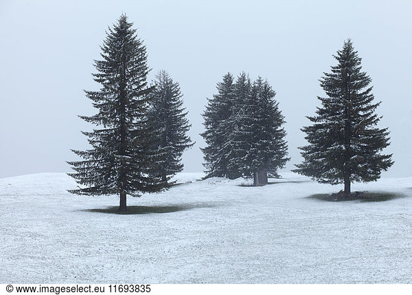 Bäume wachsen in verschneiter Landschaft