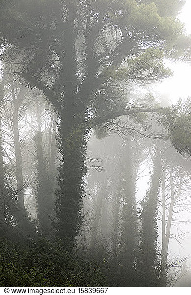 Bäume zwischen dem Nebel  Provinz Zaragoza in Spanien.