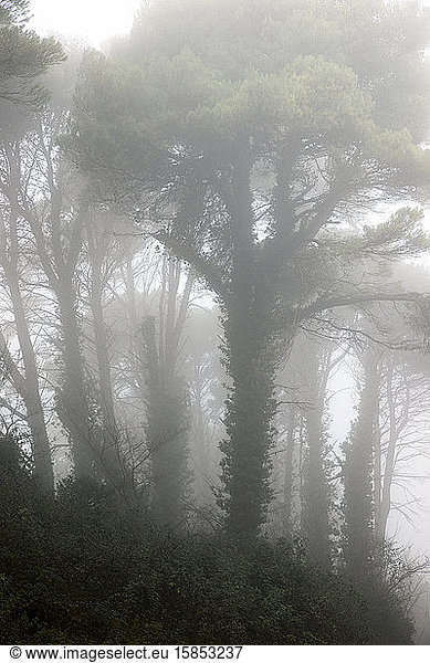 Bäume zwischen dem Nebel  Provinz Zaragoza in Spanien.