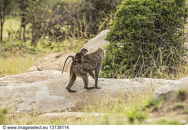 baboon with infant walking on rock at Serengeti National Park