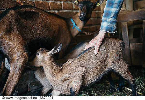 Baby brown goat drinking milk from mother