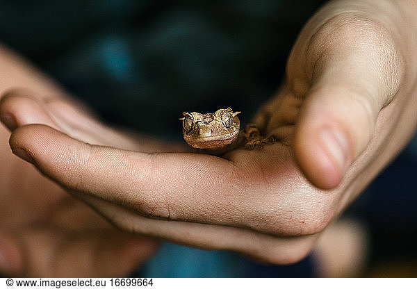 Baby crested gecko in young boy's hand