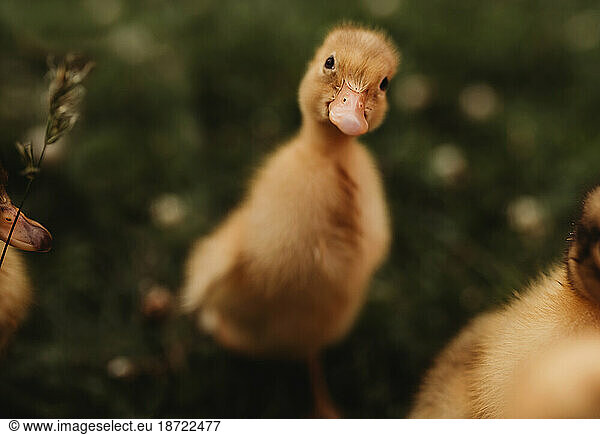 baby duck duckling in grass