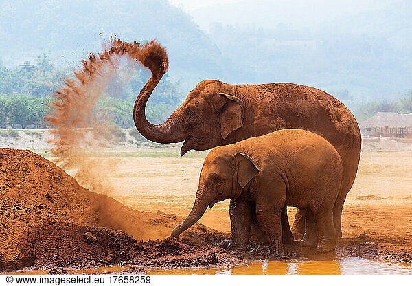 Baby elephant and mother playing in Northern Thailand