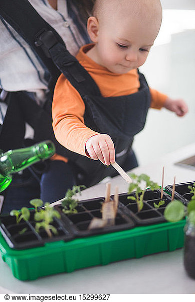 Baby girl gardening while being carried by mother at home
