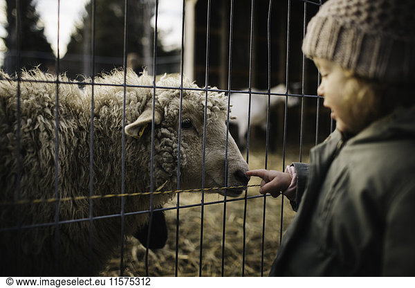 Baby girl poking nose of sheep behind fence