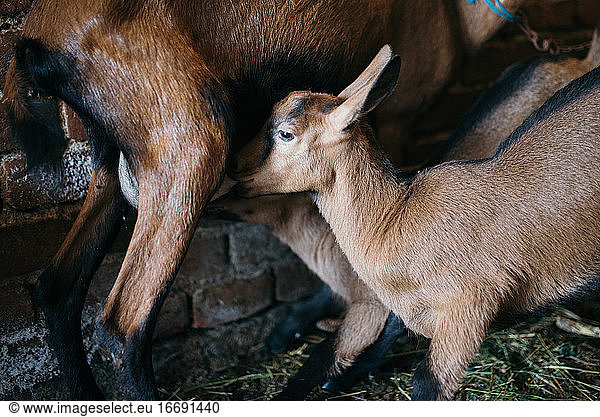 Baby goat drinking milk from mother closeup.