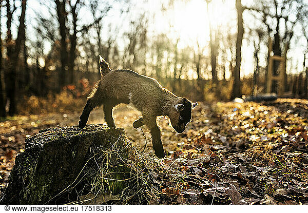 Baby goat leaping off tree stump