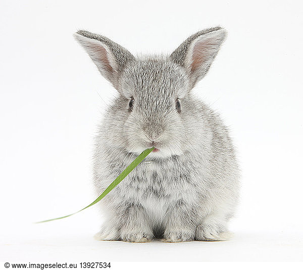 Baby Silver Rabbit Eating Grass