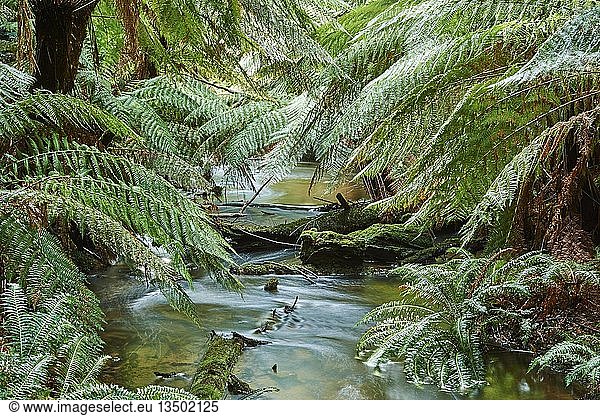 Bach durch den Regenwald  Great Otway National Park  Victoria  Australien  Ozeanien