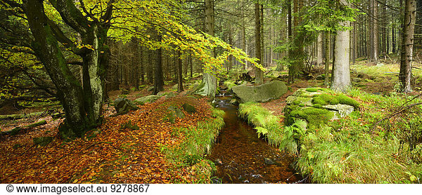Bach im Nationalpark Harz  Sachsen-Anhalt  Deutschland