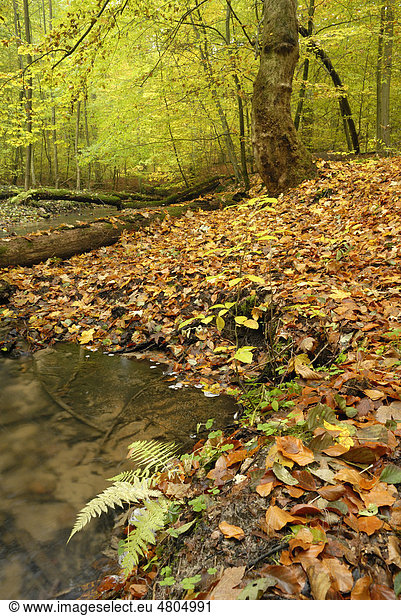 Bach im Naturschutzgebiet Nonnenfließ im Herbst  Brandenburg  Deutschland  Europa