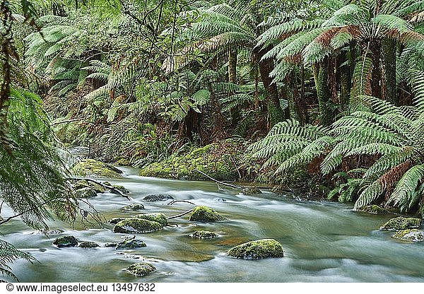 Bach im Regenwald  Great Otway National Park  Victoria  Australien  Ozeanien