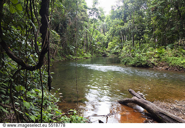 Bach im Regenwald  Hutchinson Creek  Daintree Nationalpark  nördliches Queensland  Australien