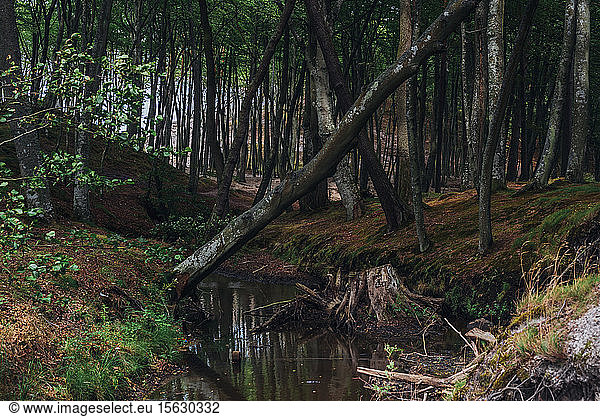 Bach inmitten von Bäumen in einem Waldgebiet in Polen