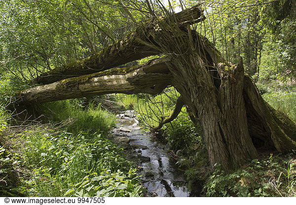 Bach mit umgestürztem Baum  Weide (Salix sp.)  Lothratal  Naturpark Thüringer Schiefergebirge  Thüringen  Deutschland  Europa