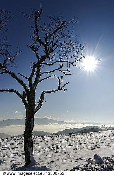 Back lit tree in a winter landscape  Freiamt  Baden-Wuerttemberg  Germany  Europe