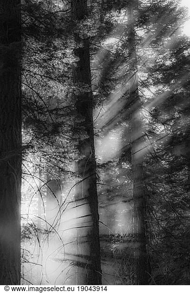 Back lit trees with sun rays.
