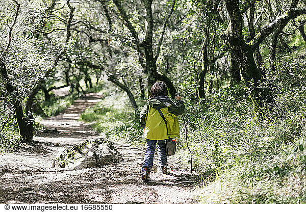 Back view child hiking with walking stick by trees at nature