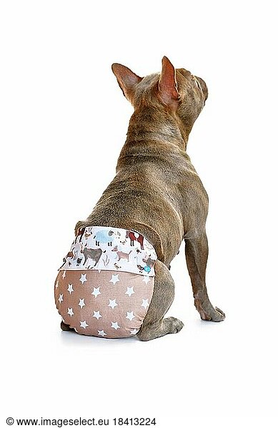 Back view of fabric period diaper pants for protection on French Bulldog dog on white background