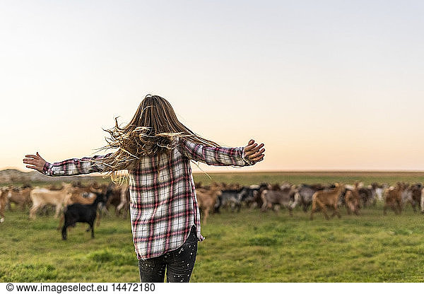 Back view of girl herding a goat herd, Back view of girl herding a goat herd