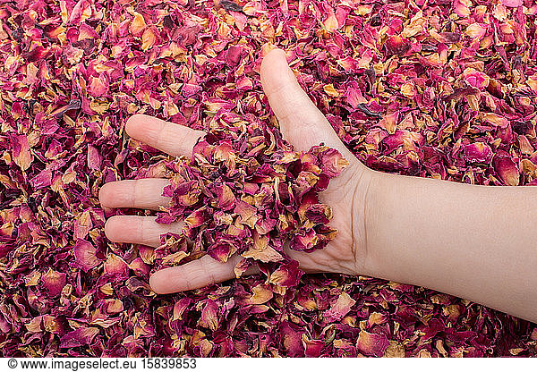 Background of dried rose petals