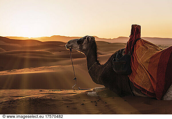 Backlight of camel resting in the desert of Merzouga  Morocco.