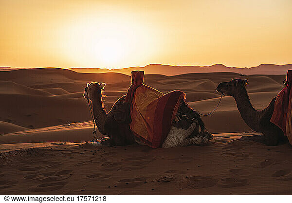Backlight of two camels resting in the desert of Merzouga  Morocco.