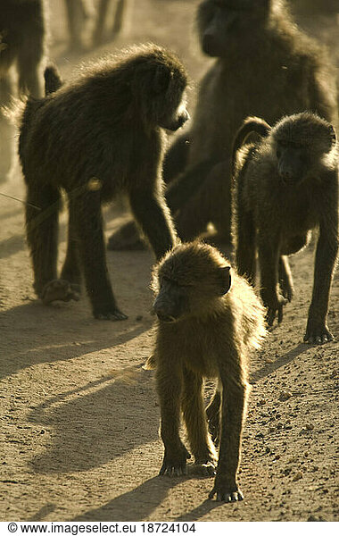 Backlit baboons  Serengeti National Park  Tanzania.